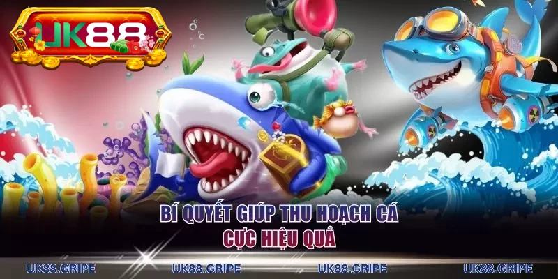 Bí quyết giúp thu hoạch cá cực hiệu quả